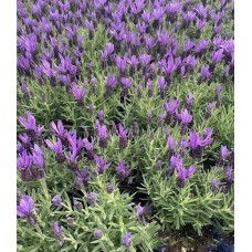 Karabaş Otu Fidesi - Lavandula Stoechas 20-25 Cm. (Min.100 Ad.) 